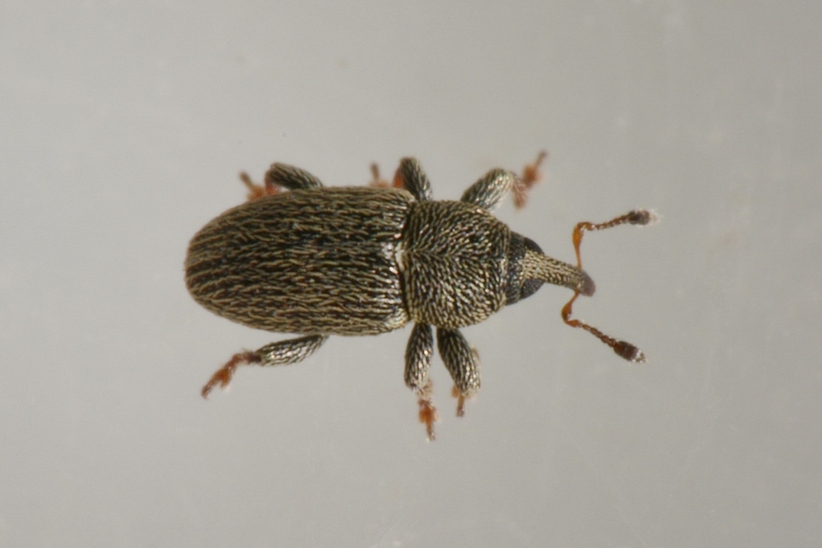Curculionidae:  Tychius curtirostris